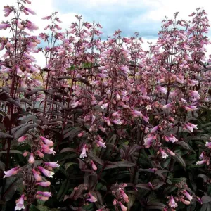 Beardtongue:  'Dark Towers' - 1 Gal (Jf)